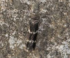 Attēlu rezultāti vaicājumam “Elachistidae”