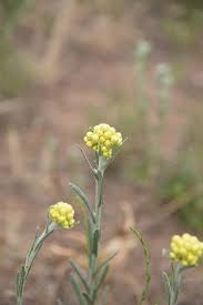 Attēlu rezultāti vaicājumam “Helichrysum arenarium bud”