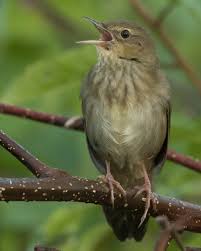 Image result for Locustella fluviatilis