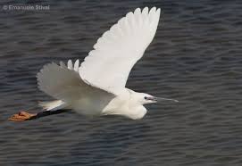 Attēlu rezultāti vaicājumam “Egretta garzetta”