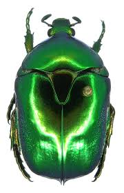 Attēlu rezultāti vaicājumam “Liocola lugubris”