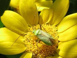 Attēlu rezultāti vaicājumam “Adelphocoris quadripunctatus”