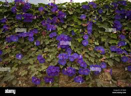 Image result for Ipomoea purpurea