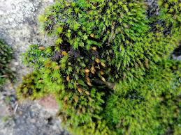 Attēlu rezultāti vaicājumam “Orthotrichum diaphanum”