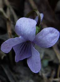 Attēlu rezultāti vaicājumam “Viola epipsila flower”