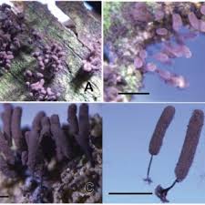 Attēlu rezultāti vaicājumam “Badhamiopsis macrospora”
