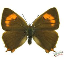 Attēlu rezultāti vaicājumam “Satyrium w-album underside”