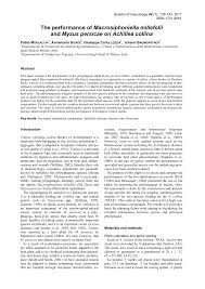 Attēlu rezultāti vaicājumam “Macrosiphoniella millefolii”