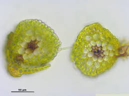 Attēlu rezultāti vaicājumam “Gymnostomum calcareum”