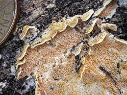 Attēlu rezultāti vaicājumam “Steccherinum fimbriatum”