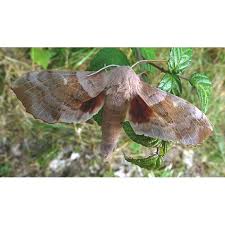 Attēlu rezultāti vaicājumam “Laothoe populi imago”