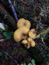 Attēlu rezultāti vaicājumam “Tricholomopsis decora”