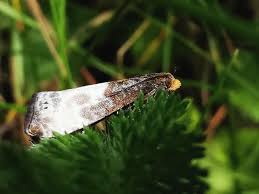 Attēlu rezultāti vaicājumam “Notocelia cynosbatella”