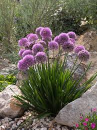 Image result for Zierlauch