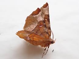 Attēlu rezultāti vaicājumam “Selenia tetralunaria”