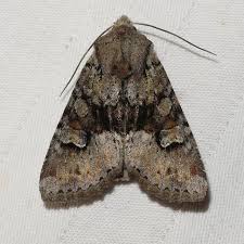 Attēlu rezultāti vaicājumam “Apamea sordens”