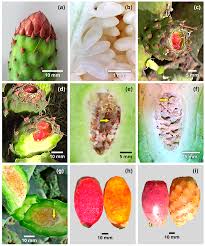 Attēlu rezultāti vaicājumam “Carex ornithopoda fruit”