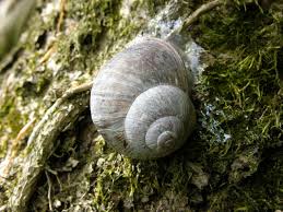Attēlu rezultāti vaicājumam “Helix pomatia”