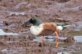 Attēlu rezultāti vaicājumam “Anas clypeata”