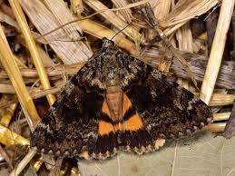 Attēlu rezultāti vaicājumam “Eilema depressa imago”