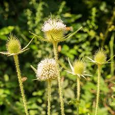 Image result for Dipsacus laciniatus