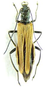 Attēlu rezultāti vaicājumam “Oedemera femorata”