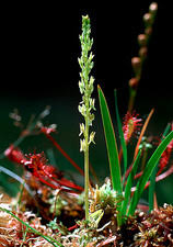 Attēlu rezultāti vaicājumam “Hammarbya paludosa flower”