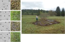 Attēlu rezultāti vaicājumam “Breidleria pratensis”