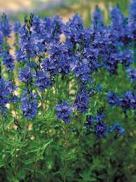 Attēlu rezultāti vaicājumam “Veronica austriaca subsp. teucrium”