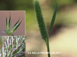 Attēlu rezultāti vaicājumam “Phleum phleoides fruit”