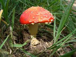 Image result for vliegenzwam