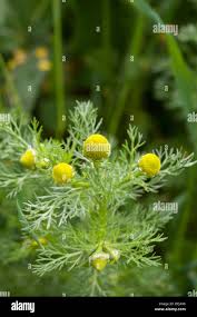 Attēlu rezultāti vaicājumam “Matricaria discoidea leaf”