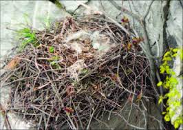 Attēlu rezultāti vaicājumam “Buteo buteo nest”