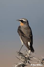 Attēlu rezultāti vaicājumam “Oenanthe oenanthe male”