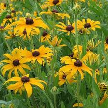 Attēlu rezultāti vaicājumam “Rudbeckia hirta var. hirta”