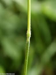 Attēlu rezultāti vaicājumam “Hordelymus europaeus fruit”