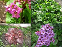 Image result for Bergenie