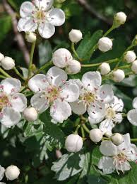 Attēlu rezultāti vaicājumam “Crataegus x macrocarpa”
