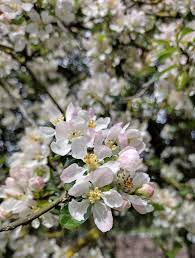 Attēlu rezultāti vaicājumam “Malus sylvestris”