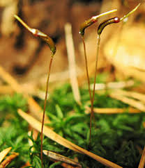 Attēlu rezultāti vaicājumam “Atrichum flavisetum sporophyte”