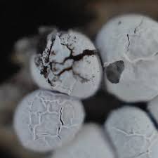 Attēlu rezultāti vaicājumam “Diderma testaceum young”