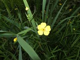 Attēlu rezultāti vaicājumam “Ranunculus lingua leaf”