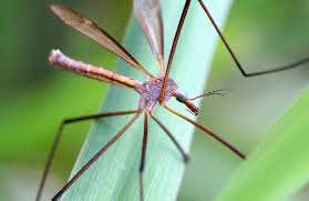 Attēlu rezultāti vaicājumam “Tipulidae female”