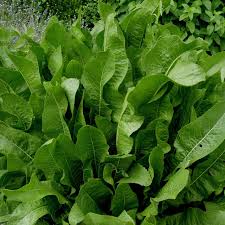 Attēlu rezultāti vaicājumam “Armoracia rusticana leaf”