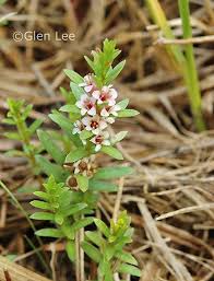 Attēlu rezultāti vaicājumam “Glaux maritima flower”
