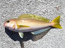 Image result for Mylopharodon conocephalus