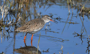Attēlu rezultāti vaicājumam “Tringa totanus”