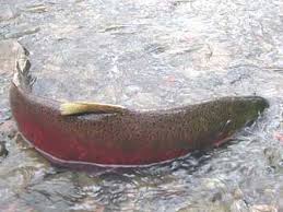 Image result for Oncorhynchus kisutch