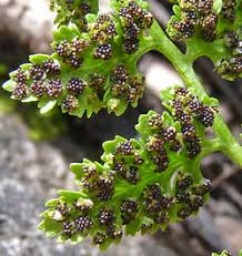 Attēlu rezultāti vaicājumam “Cystopteris fragilis”