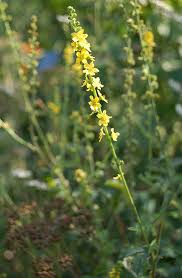 Attēlu rezultāti vaicājumam “Agrimonia eupatoria leaf”